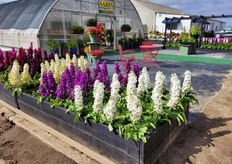 At American Takii in Salinas